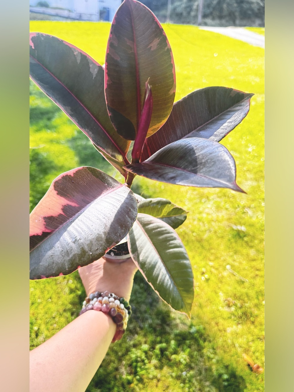 Variegated Rubber Plant (Ficus red ruby) - Pink & Dark Green